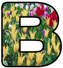 Dekobuchstaben-Tulpe_B.jpg